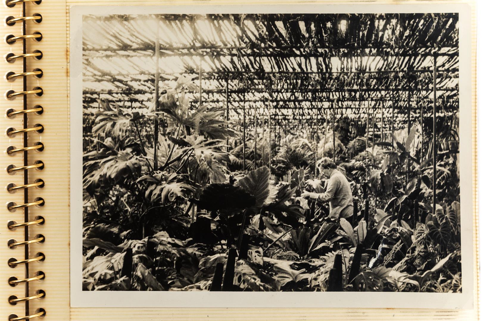 Legenda:  Cr�ditos: Rafael Adorj&aacute;n